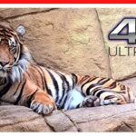 London Zoo Animals - FULL walking tour | Things to do in LONDON [ 3h40m ]