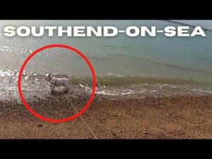 Walking in Southend - Bonnie first time to the sea
