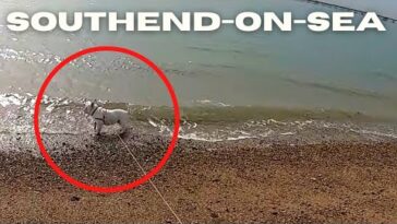 Walking in Southend - Bonnie first time to the sea