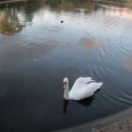 Kensington Gardens Nature relaxing walking tour