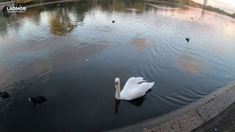 Kensington Gardens Nature relaxing walking tour